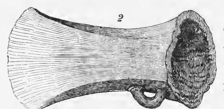 Bronze celt found near Combe wood (Brayley, No. 2)
