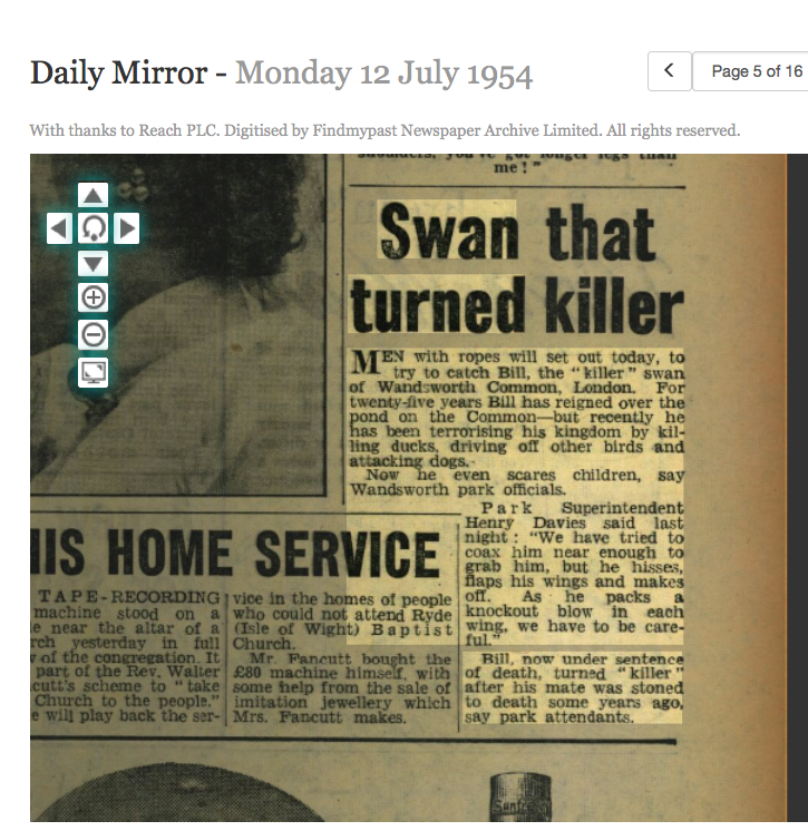 Daily Mirror, 12 July 1954: Swan that turned killer